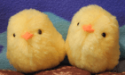 ひよこ