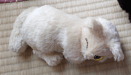 寝たふり猫